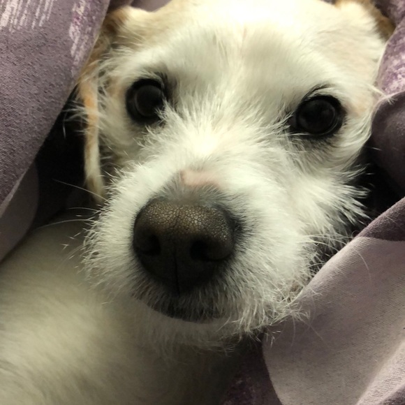 Meet your Posher, Wai yip - Picture 1 of 1